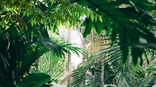 Encuentra a la iguana oculta en esta ilusión óptica en 12 segundos