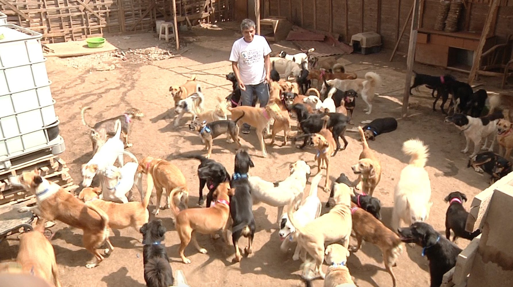 El aumento en las adopciones de perros mestizos refleja un cambio positivo en la percepción pública sobre los animales rescatados. (Foto: Difusión)