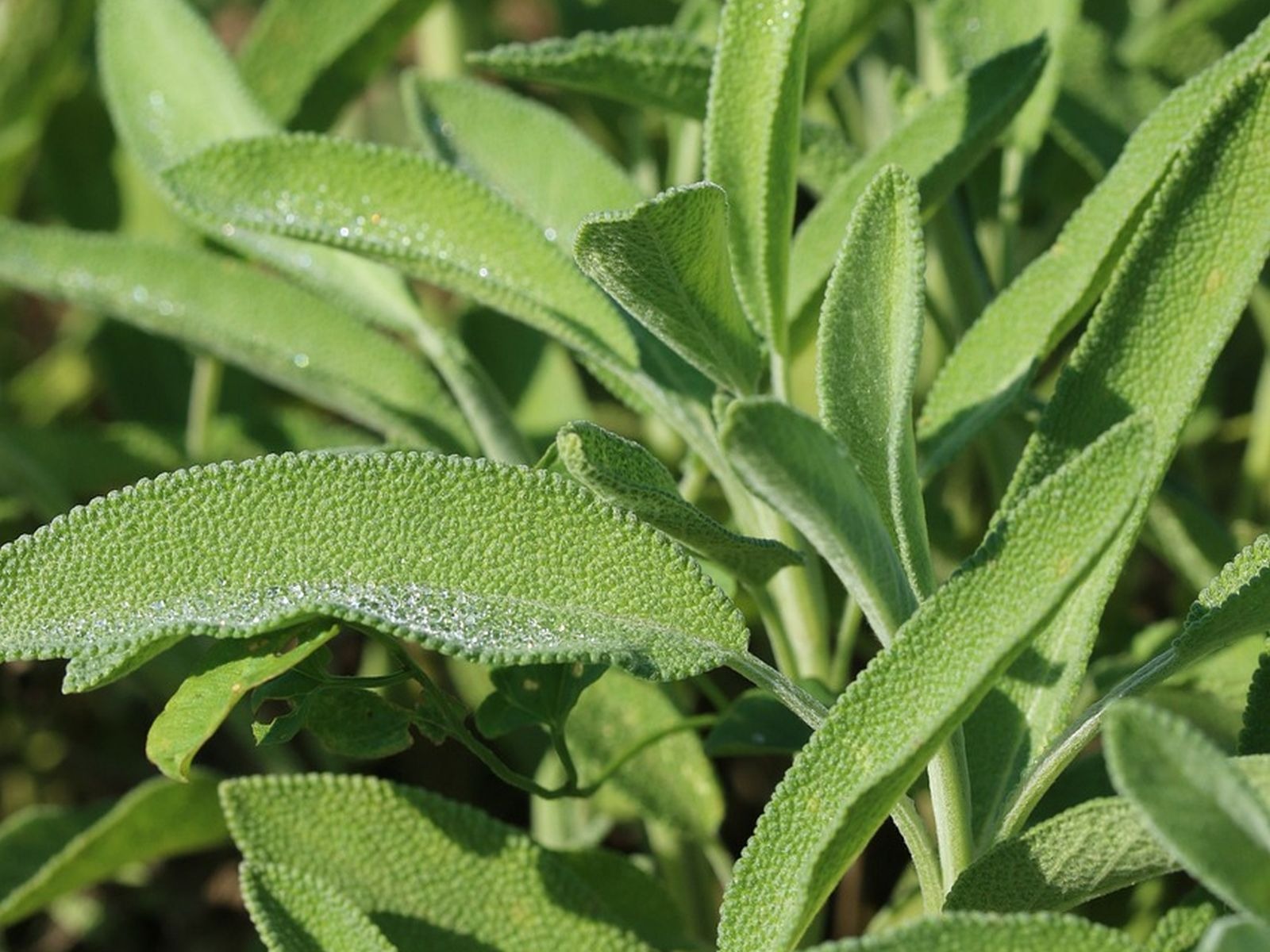 En esta imagen se puede apreciar la planta que mejora la memoria y reduce los niveles de azúcar en la sangre. (Foto: stbaumgaertner / Pixabay)