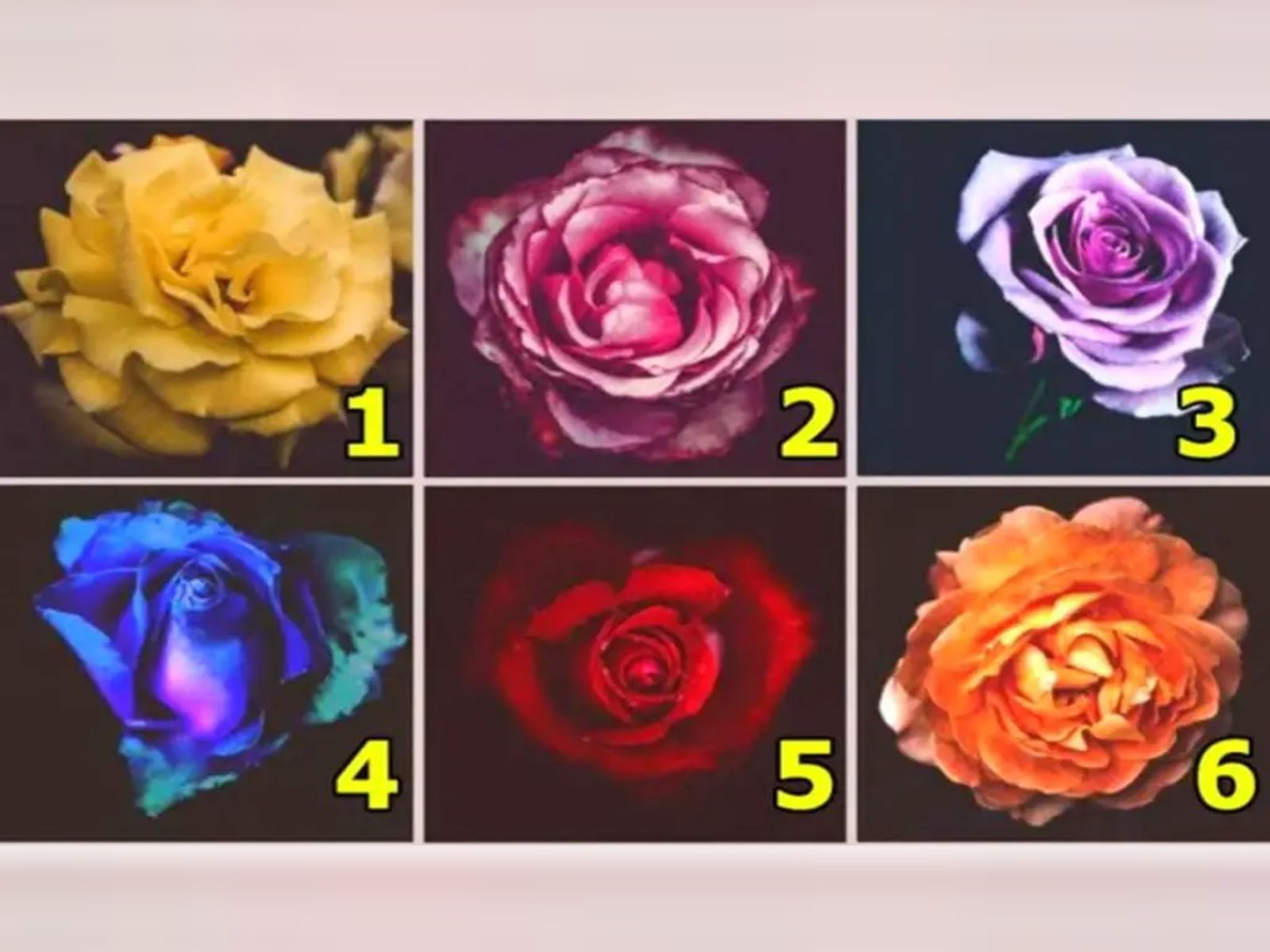 TEST VISUAL | En esta imagen hay varias rosas. Todas son diferentes. (Foto: genial.guru)