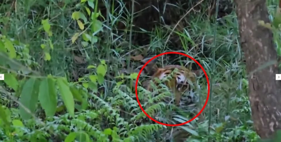 SOLUCIÓN DEL DESAFÍO VISUAL | He encerrado en un círculo rojo al tigre.