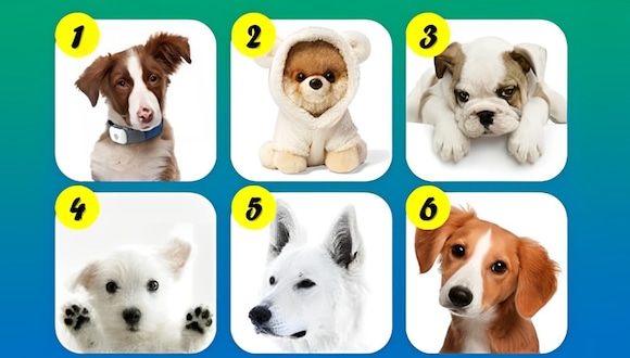 Test de personalidad: elige el perro que más te guste en la imagen para saber qué clase de persona eres (Foto: GenialGuru).