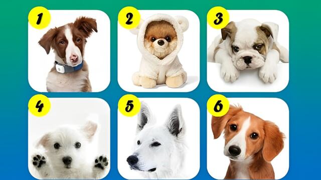 Escoge uno de los perros en la ilustración para conocer qué clase de persona eres