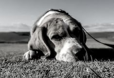 Lo que debes saber de la extraña enfermedad que mata a los perros en Estados Unidos