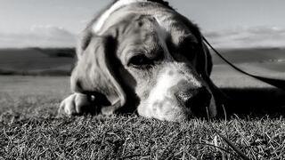 Lo que debes saber de la extraña enfermedad que mata a los perros en Estados Unidos