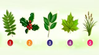 Escoge una de las cinco hojas en esta imagen para conocer quién eres en realidad