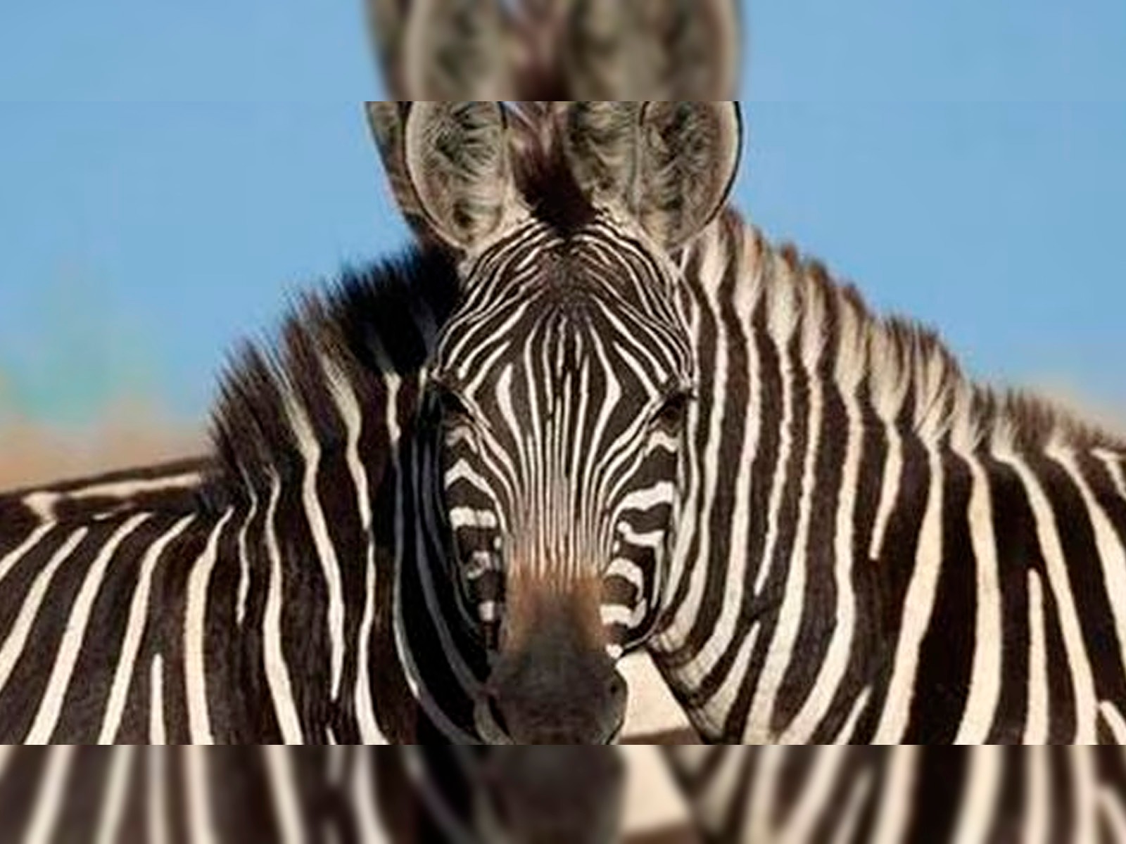 Solo tienes que responder cuál de las dos cebras está mirando hacia adelante. | Foto: genial.guru