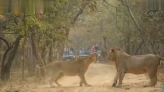 Impactantes imágenes de una lucha entre una leona y un león antes de aparearse [VIDEO]