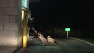 Familia de mapaches sorprendidos con tierno regalo de autoservicio en medio de la noche