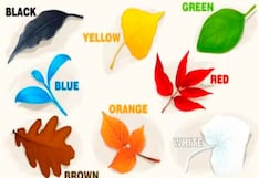 Conoce más de tu personalidad con solo elegir una de las alternativas en este test visual