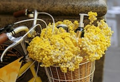 40 frases de flores amarillas: mensajes cortos y bonitos para enviar este 21 de marzo en México