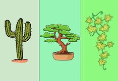 La planta que escojas mostrará cómo manejas el crecimiento personal y los cambios