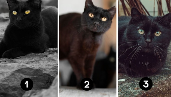 TEST VISUAL | Estos felinos oscuros han cautivado desde hace siglos. (Foto: Composición Freepik / Depor)