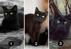 Descubre qué ocurrirá muy pronto en tu vida al seleccionar un gato negro