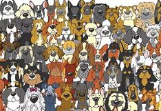 ¿Puedes encontrar al panda entre los perros? Muy pocos han superado este reto visual