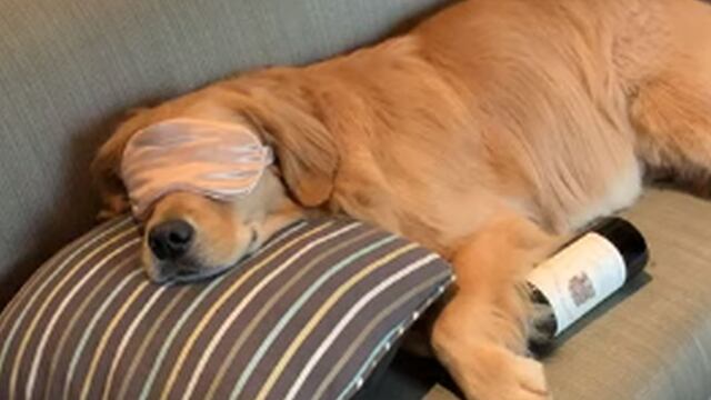 ¿Se pasó de copas? Perro sorprende al dormir con una botella de vino entre sus patas