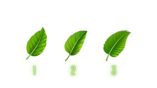 Tu rasgo más fuerte lo conocerás si eliges una de estas hojas