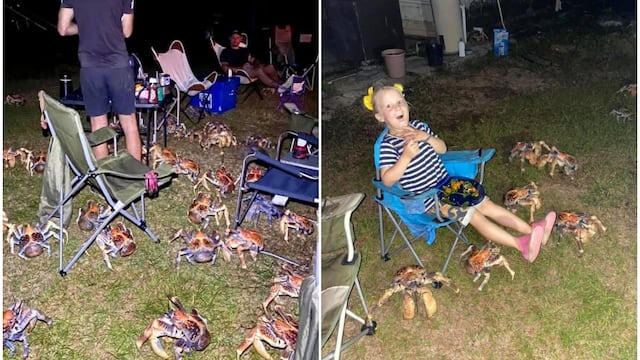 Decenas de cangrejos carnívoros gigantes interrumpen una parrillada familiar y su reacción se vuelve viral