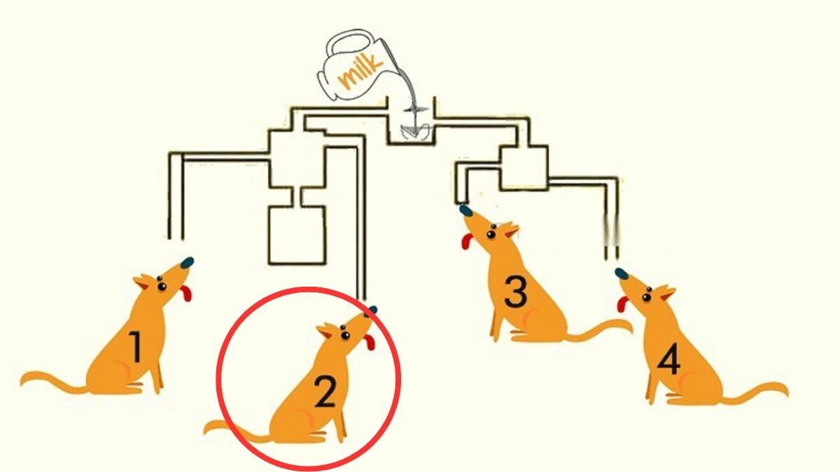 DESAFÍO VISUAL | Si observas la imagen, notarás que el perro número 2 beberá la leche primero.