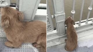 Perro esperó por días a su dueño en el mismo lugar donde se quitó la vida