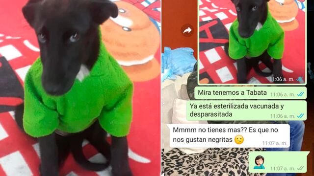 Mujer no acepta adoptar a un perro de pelaje negro y las redes sociales la acusan de racista