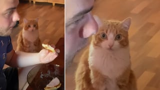 La reacción de un gato al ver a dueño devorar un sándwich se vuelve viral