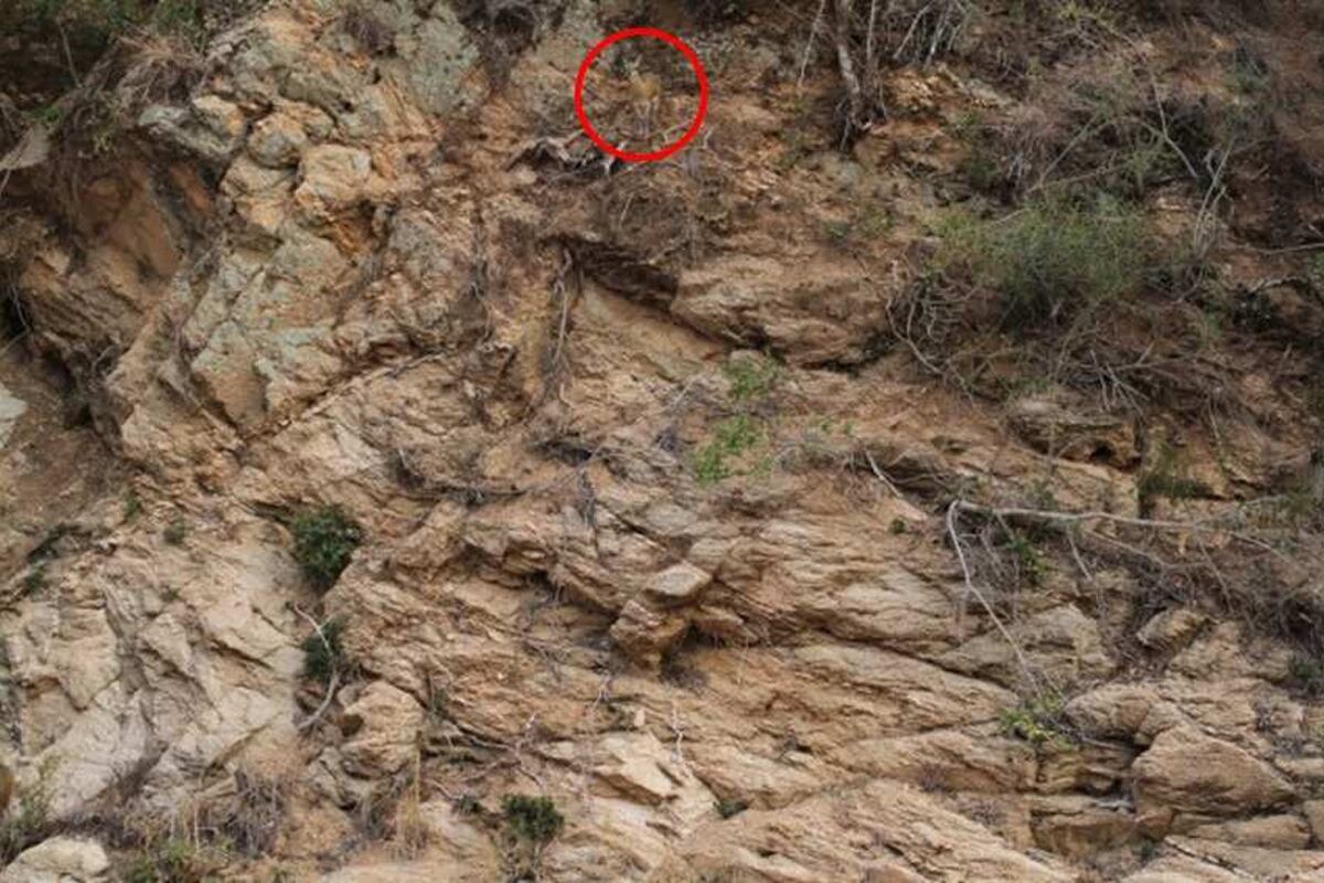 SOLUCIÓN DEL DESAFÍO VISUAL | En esta imagen he encerrado en un círculo rojo al venado.