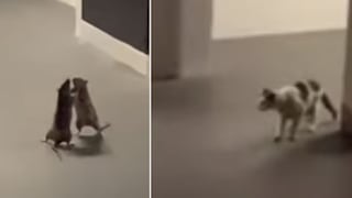 Gato mira atentamente la pelea de dos ratas y deja a miles con la boca abierta