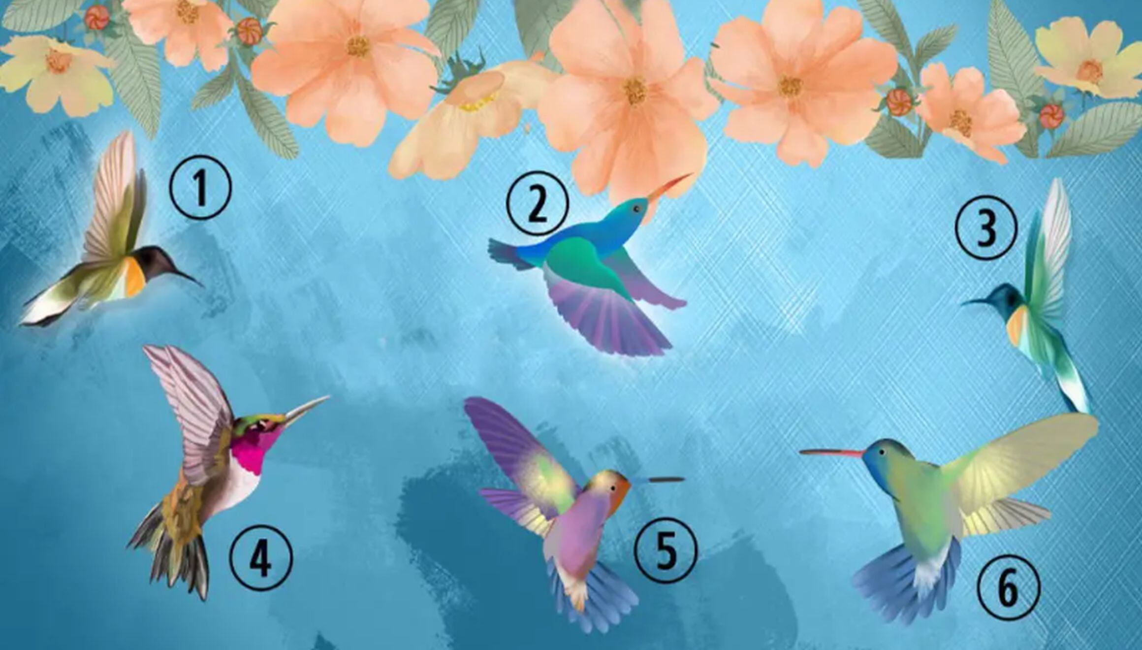 TEST VISUAL | Esta imagen te muestra seis colibríes. Tienes que seleccionar uno. (Foto: namastest.net)