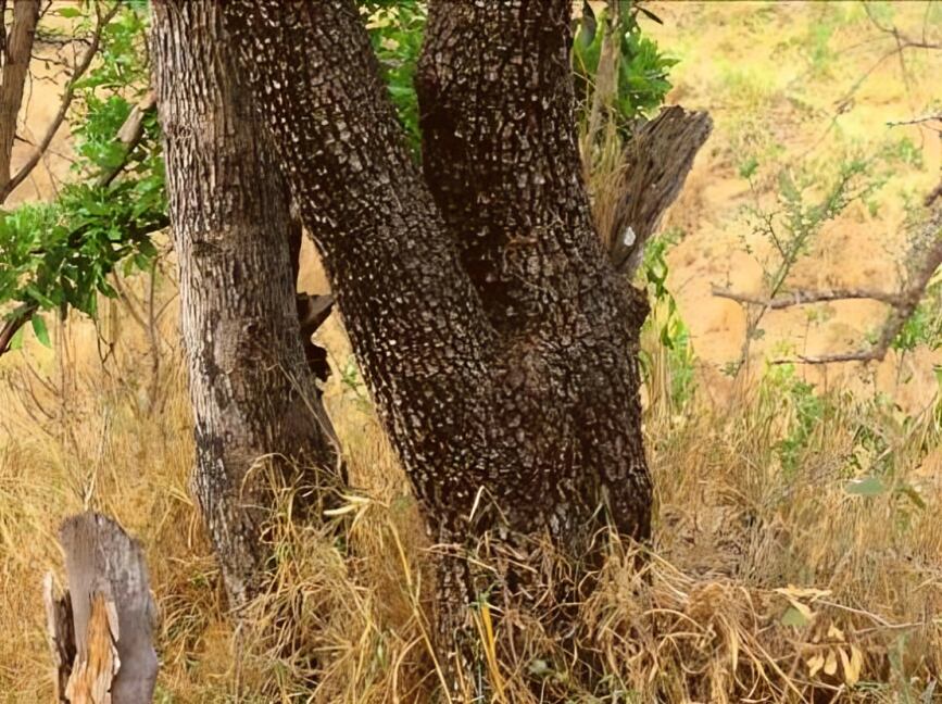 Encuentra al guepardo oculto ¡Solo un 1% de usuarios lo logra a la primera! (Foto: GenialGuru)