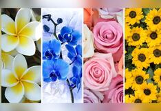 Test visual: conoce cuál es tu lucha interna con tan solo elegir una flor aquí