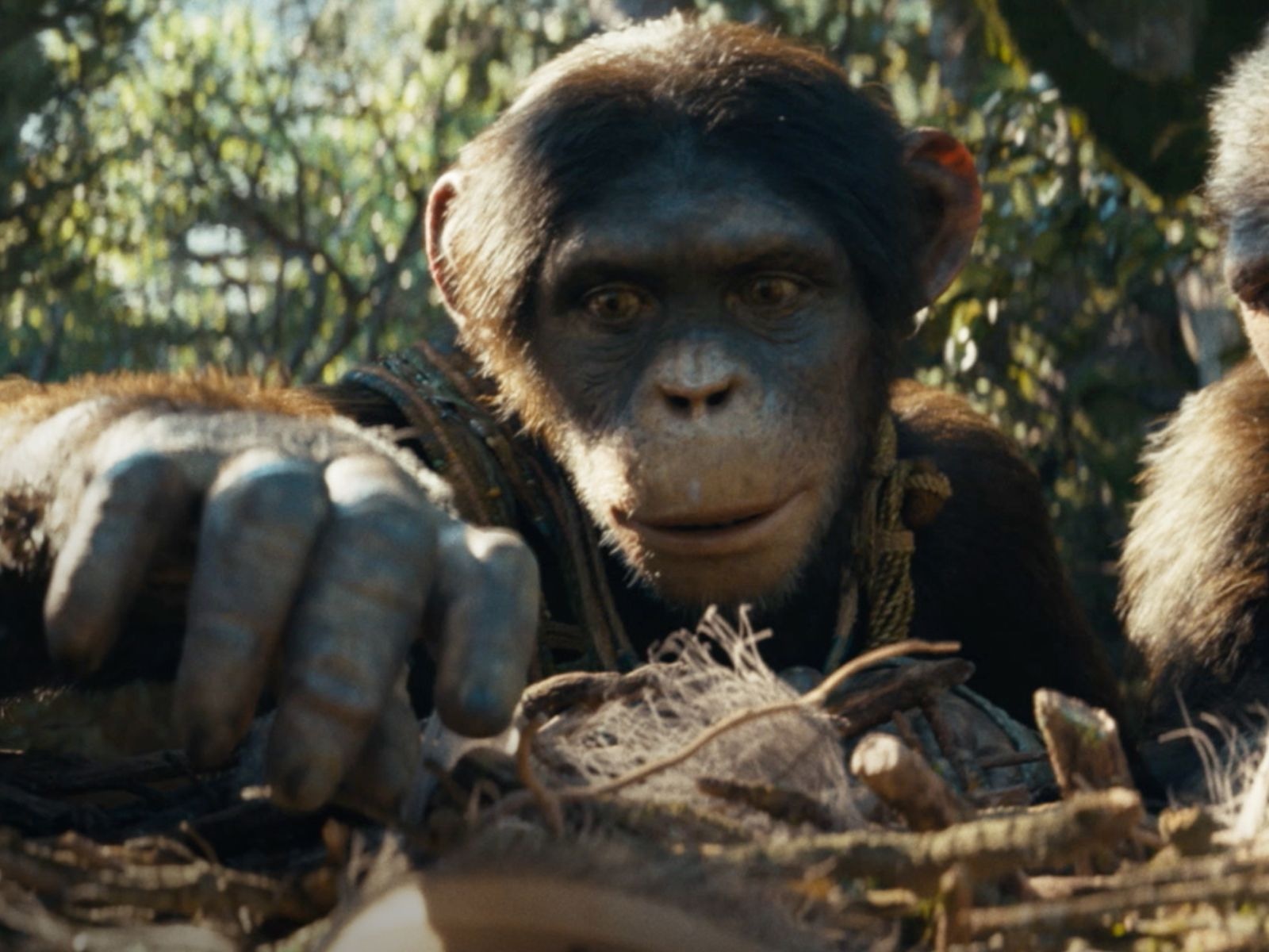 La trama de "El planeta de los simios: nuevo reino" se desarrolla 300 años después de los hechos de "War for the Planet of the Apes" (Foto: 20th Century Studios)