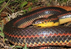 ¿Viste una serpiente arcoíris en el sur de la Florida? La FWC quiere tu foto