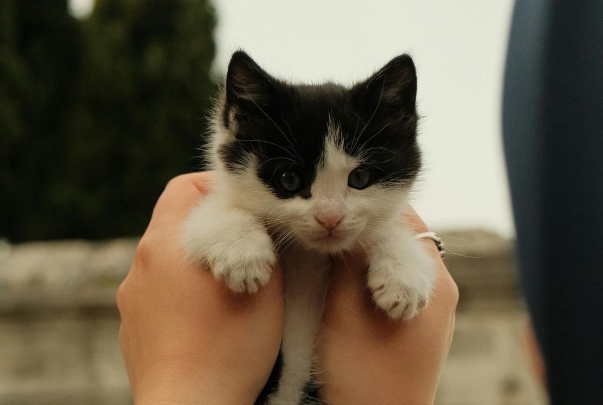 El 29 de octubre, Día Internacional del Gato, es una fecha instaurada por la estadounidense Collen Piage, experta en la vida de las mascotas. (Foto: Betül Beyza / Pexels)