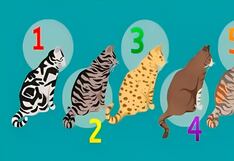 Test visual: escoge uno de los gatos en la imagen y conocerás qué te hace feliz