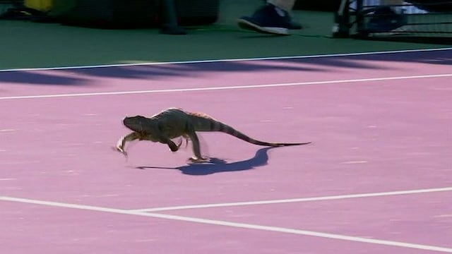 ¡Insólito! Una iguana gigante interrumpió partido del Masters 1000 de Miami [VIDEO]