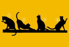 TEST VISUAL: un gato en la imagen te revelará tu propósito en la vida