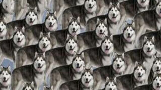 Reto viral del día: encuentra a los lobos entre los perros de la imagen en 10 segundos [FOTO]