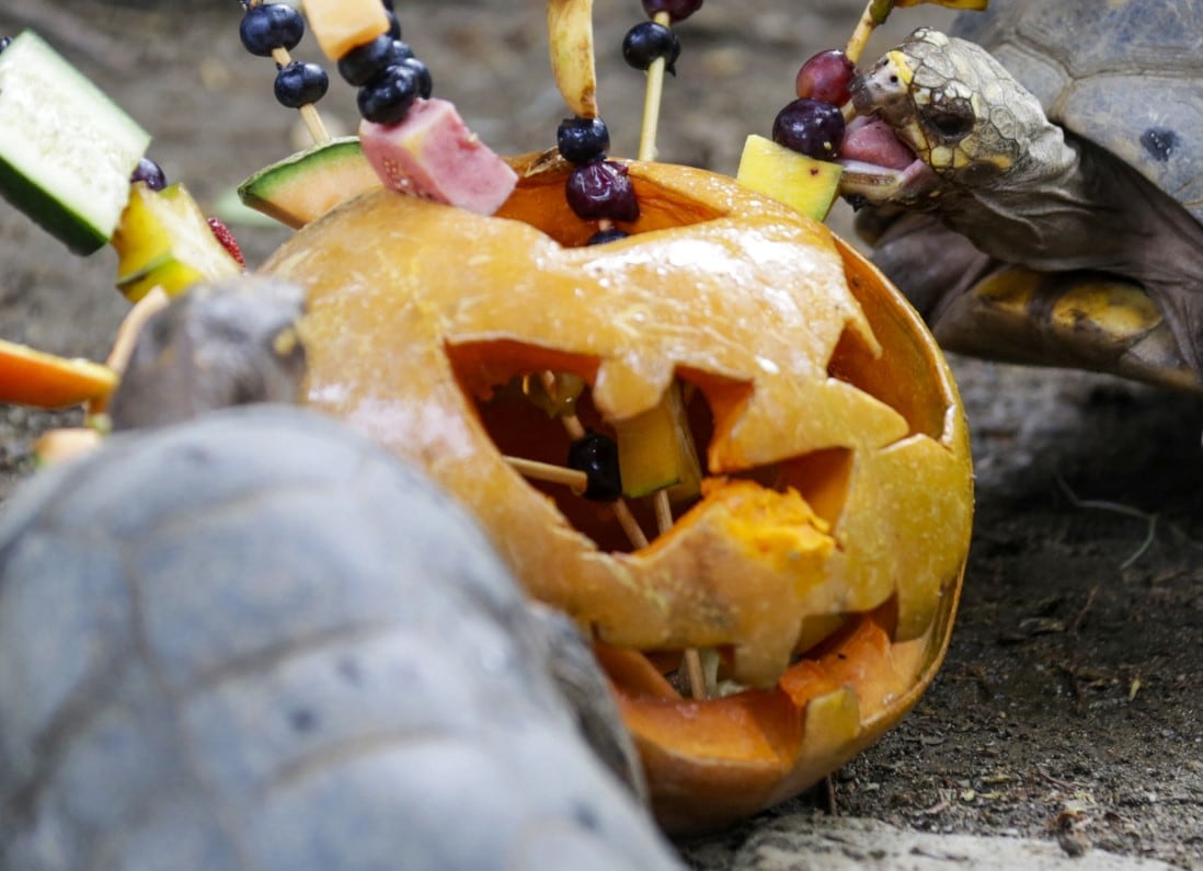 En Halloween todos decoran sus casas con calabazas (Foto: AFP)