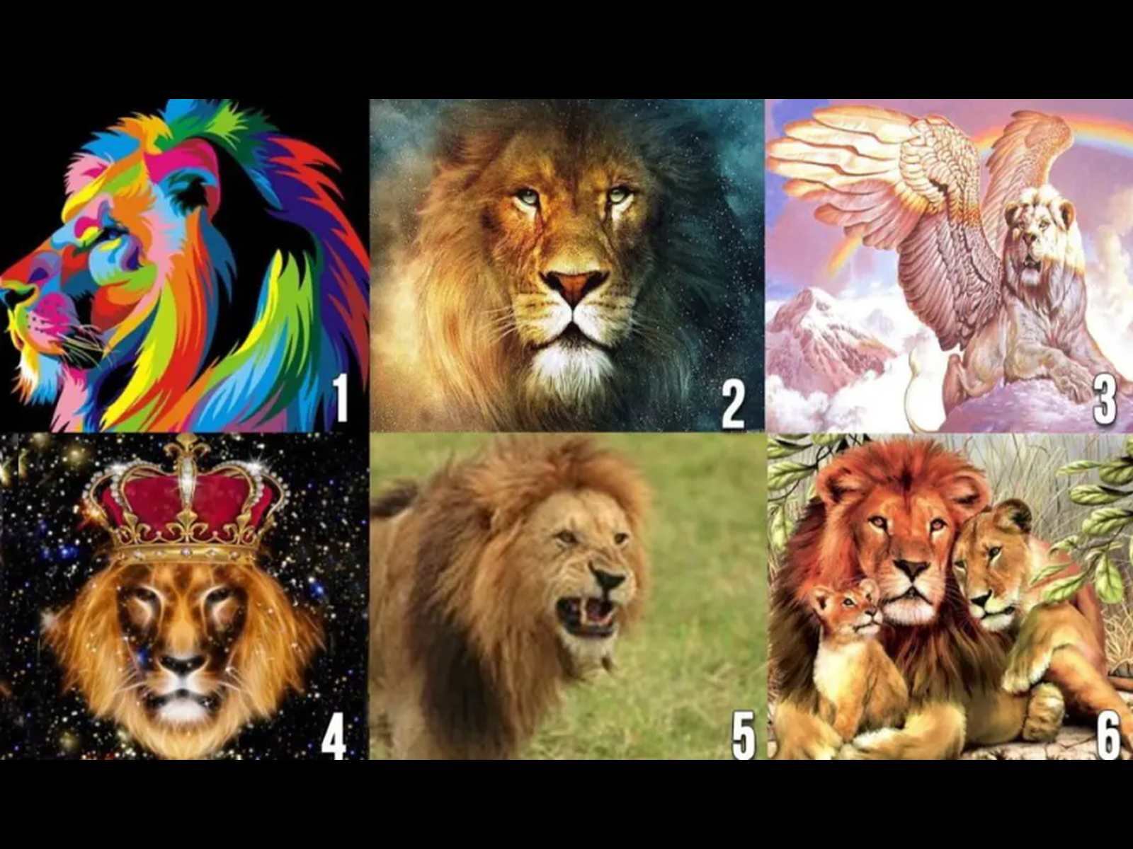 TEST VISUAL | Esta imagen te muestra muchos leones. Tienes que elegir el que más te guste. (Foto: namastest.net)