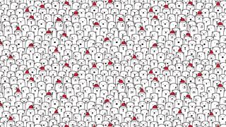 Localiza el perro escondido entre los osos polares: solo los más atentos lo logran en 8 segundos