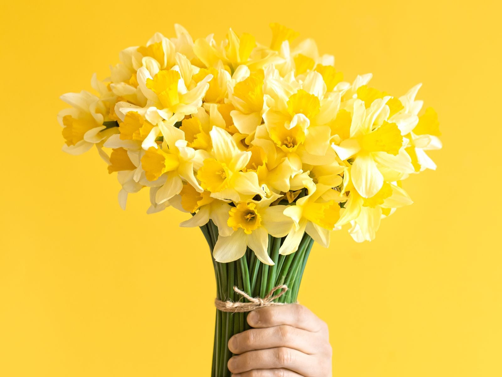 Conoce la canción que da origen a la tradición de regalar flores amarillas | Foto: freepik.es