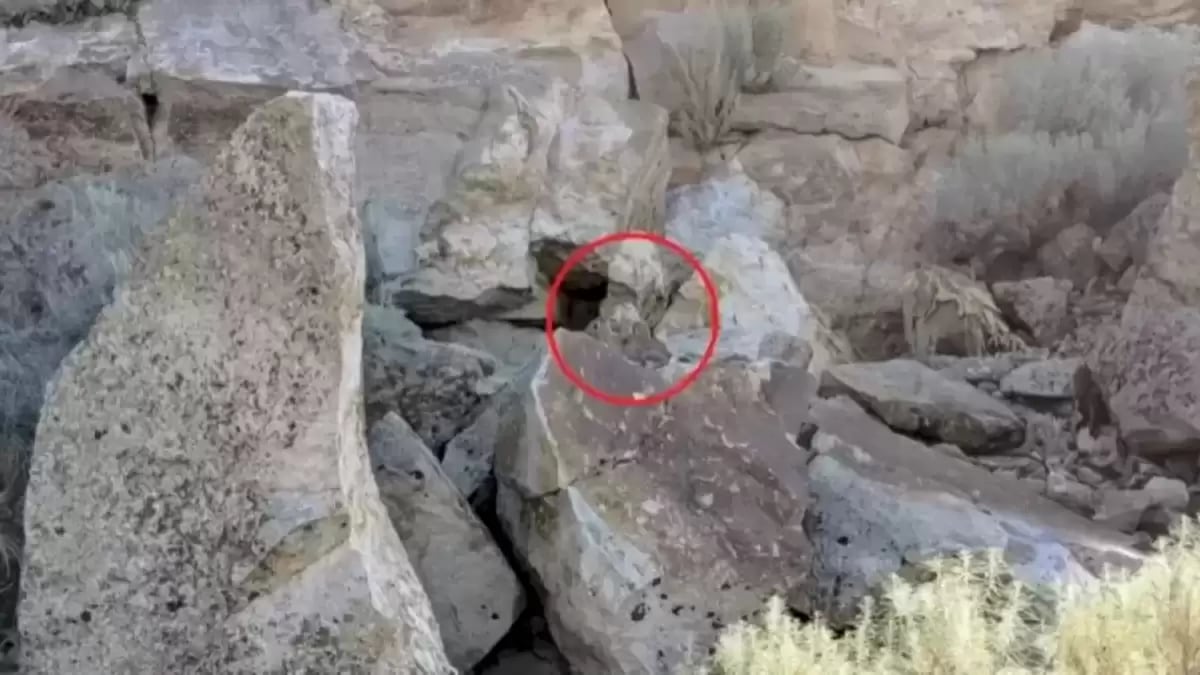 RETO VISUAL | ¿Lograste localizar al conejito en esta enigmática imagen?