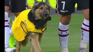 Lo más hermoso del día: jugadores de Colo Colo salieron al campo con perros que buscan ser adoptados