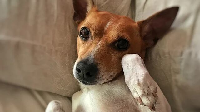 Perro es sensación en redes por su ingenioso método para tranquilizar a otro can que se movía bastante en una cama