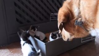 Un perro muy noble adoptó a unos gatitos que fueron abandonados en una caja