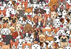 ¿Serás capaz de hallar al gato oculto entre las sombras en 12 segundos? ¡Pocos lo logran!