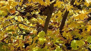 Encuentra la ardilla en el árbol en solo 5 segundos y demuestra tus ojos agudos