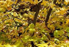 Encuentra la ardilla en el árbol en solo 5 segundos y demuestra tus ojos agudos