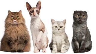 Test de personalidad: escoge uno de los gatos en la imagen y descubre cuán sensible eres